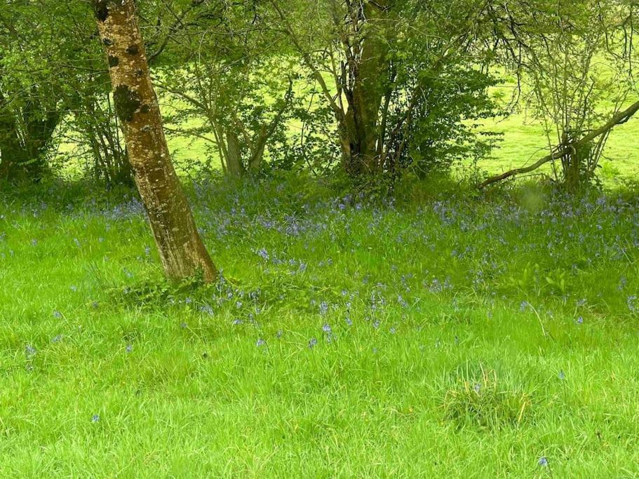 Cornwall Woodland Shepherd'S Hut Deirdres Hut Bodmin Bagian luar foto